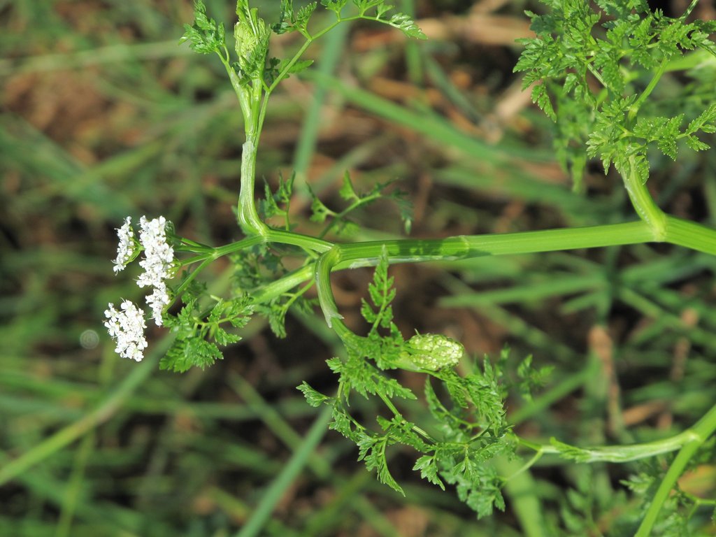 Oenanthe aquatica